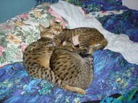 Highlight for Album: Cats 2005