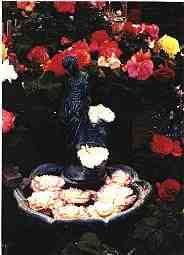 Antonelli Begonia Gardens Fountain Display (6KB/58KB)