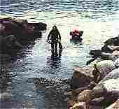 Point Lobos Oct. 24, 1981. Dragging out of the sea after battling a slight rip (18KB/179KB)
