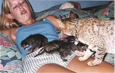 Erin McKinney " testing"  mama cat Devojka by holding her 3 kittens. Aug. 1998 (16KB/143KB)