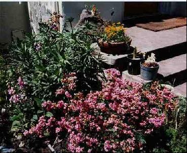 Corner of the front garden closest to the steps showing a favorite azalia & (28KB/255KB)