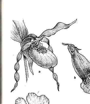 Cypripedium Montanum drawing (18KB/172KB)