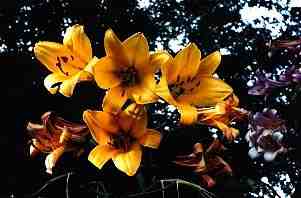 Golden lillies in front yard. June 1999 (7KB/60KB)