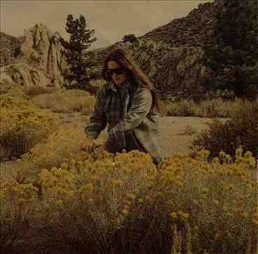 Lyn collecting Rabbit Bush flowers to be used as a dye for a Navajo Rug project (12KB/166KB)