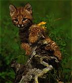 Felix Rufus ... Canadian Lynx Kitten, variety "Snagus climberii" (12KB/152KB)