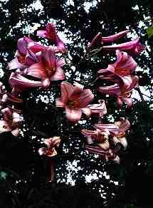 Our 7-ft Lillies. June 1999 (8KB/70KB)