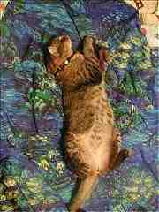 Catnip ... the sleeping man's friend ... only 3 wks to go! April 2000 (7KB/60KB)