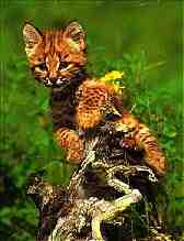 Felix Rufus ... Canadian Lynx Kitten, variety "Snagus climberii" Look at (4KB/41KB)