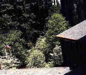 View of Yosemite Dogwoods from Ahwanee Window. May 1999 (10KB/107KB)