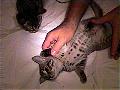 Showing off his spots (reluctantly!) (19KB)