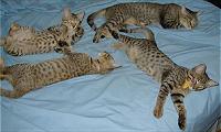 The beauty of a sleepy Bengal family is a treasure to behold. Clockwise from upper (10KB/92KB)