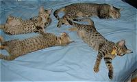 All 4 of the kittens sprawled out at 3 months (10KB/98KB)