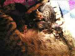 Natayu & kittens w/out the flash -- better color. (5KB/55KB)